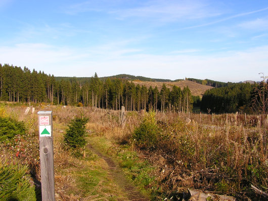 Ein paar Minuten oberhalb der Hibammen Hütte. Am Rechten Bildrand ist über den Fichten unser nächster Gipfel zu sehen, der Gudenhagener Poppenberg.